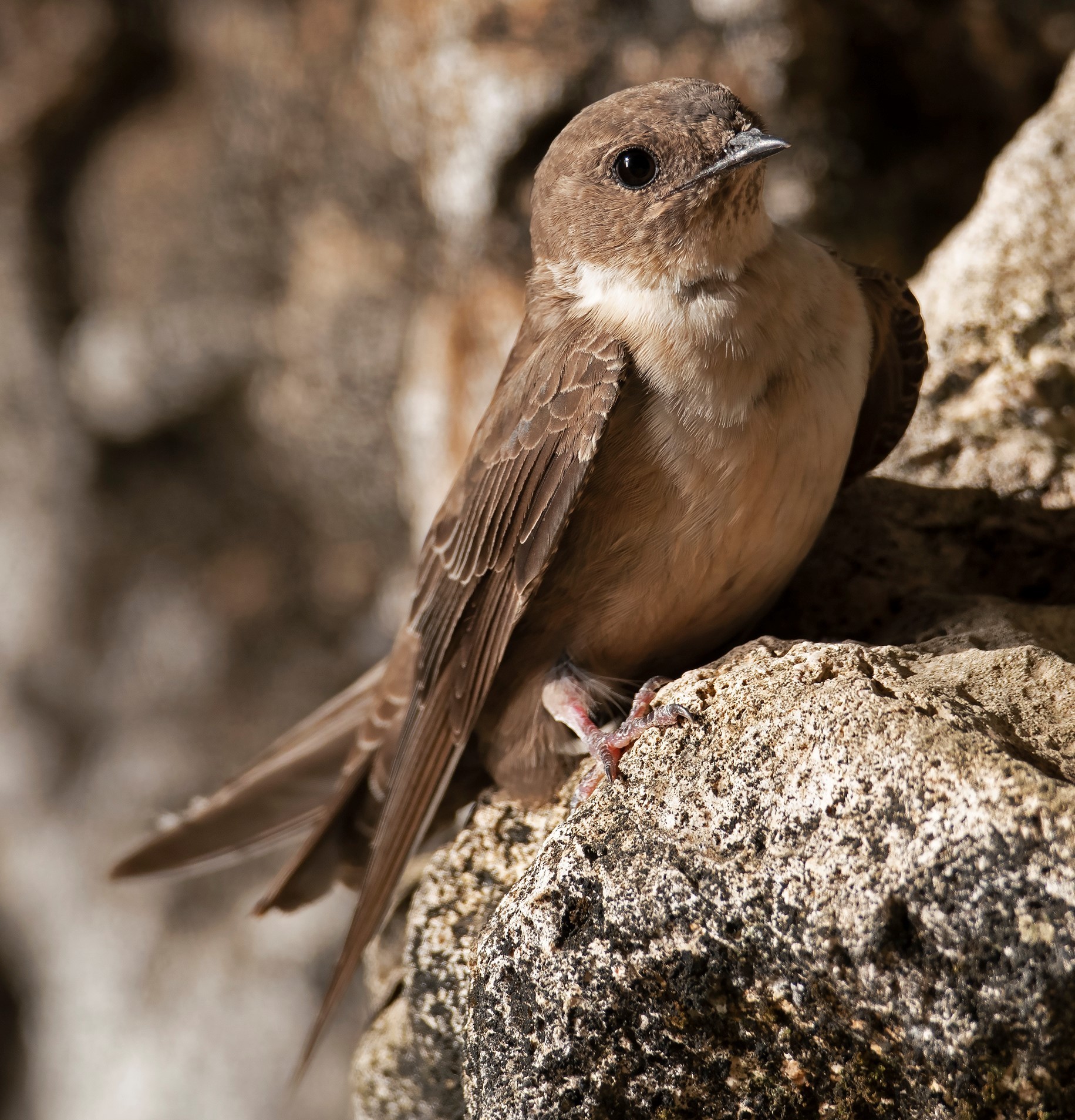 Eurasian crag martin at Vanguard Cave, Gibraltar